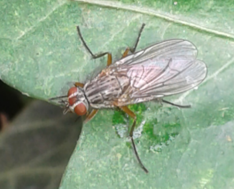 Heleomyzidae 2?